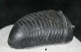 Very D Wenndorfia Trilobite - #27569-6